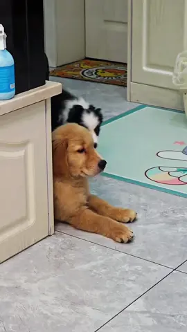 Try not to laugh 😂😂😂 #funny #animals #funnypets #dog #pet 