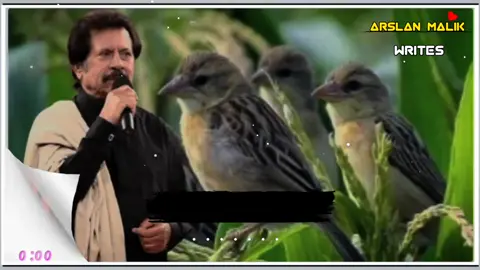 کوئی پانڑیں پیتا پکھیاں وے شالا  #faryoupege #faryoupege #attaullahkhanesakhelviiii #میرا،عشق،عیسی،خیلوی،💪،✌️ 