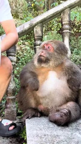xingxing watching carefully #monkey #monkey #xingxing #cute #lovely 