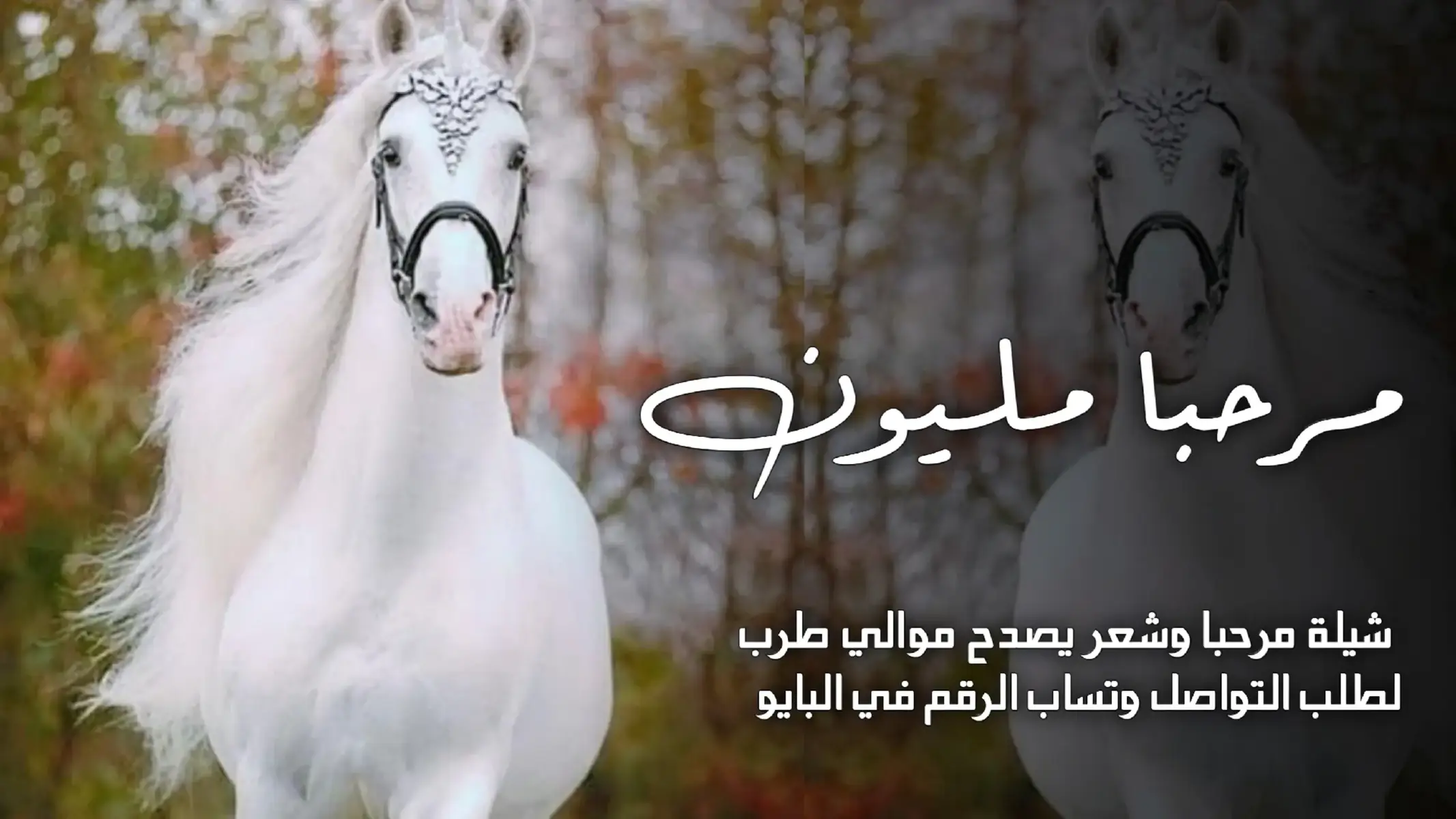 #شيلات_حماسيه #شيلات_ترحيب #شيلات_فخمه #شيلات_طرب #شيلات_ترحيب_بام_العريس