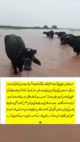 جب علاقہ میں سیلابی پانی آتا ہے تو مویشی مالک نے کیا کرنا ہوتا ہے؟ اگر جانور زیادہ ہوں تو جانور کی تعداد زیادہ ہونے کی  صورت میں ان کی رسی کھول دی جاتی ہے اور انہیں  اللہ کے سپرد کر کے آزاد کردیا جاتا ہے باقی اللہ کی مرضی پانی جانوروں کو جہاں مرضی لے جائے۔ کروڑوں روپے کے جانور اپنا کل سرمایہ اپنے ہاتھ سے اللہ کے سپرد کردینا بہت حوصلہ مانگتا ہے۔ سیلاب بہت ظالم چیز ہے 😭 بہتے جانور کی رسی کہیں پھنس کر گلہ دبا سکتی ہے اسلیے بہتے جانوروں کی رسی آپ نے نہیں دیکھی ہوگی۔ کتنا حوصلہ ہوگا اس بھائی کا یا اللہ ہماری ہمت نہیں یا اللہ مصیبت ہم جھیل نہیں سکتے یا اللہ ہمیں معاف کردے آمین یا اللہ سب کو صبر دے آمین اور سب کے نقصان پورا کرے 😭