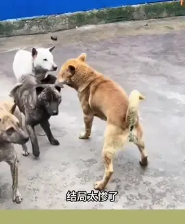 😄😝😄这世上最不能招惹的动物就是