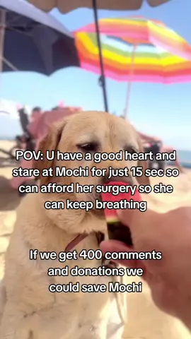 𝗗𝗼𝗻𝗮𝘁𝗶𝗼𝗻 𝗶𝗻 𝗯𝗶𝗼❤️ This is Mochi my little baby, my best friend, my whole world. She was just diagnosed with a life-threatening illness, and without treatment..she won't make it. The vet said we need $4300 to start her care and give her a real chance Watching her get weaker each day is the hardest thing l've ever faced. 1 just want to hold onto her a little longer. Please...if you see this, help us. Even $1 or just a share could save her life, She's only 4 years old ...she still has so much love left to give Help us save Mochi's life. Thank you from the bottom of my heart #savemydog #savemybaby #doglove 