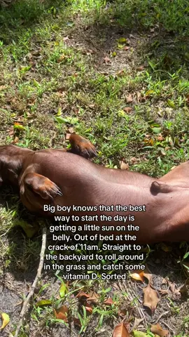Dogs got it right, need to get that vitamin D in