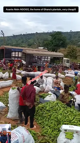 Asante akim Agogo , the home of Ghana's plantain, very cheap !!!  #foryou #ghanatiktokers🇬🇭🇬🇭🇬🇭 #ghana #cheap #fy 