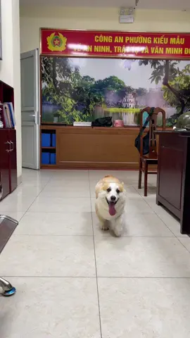 #corgi #corgisoftiktok #corgipuppy #soupthecorgi #súp 