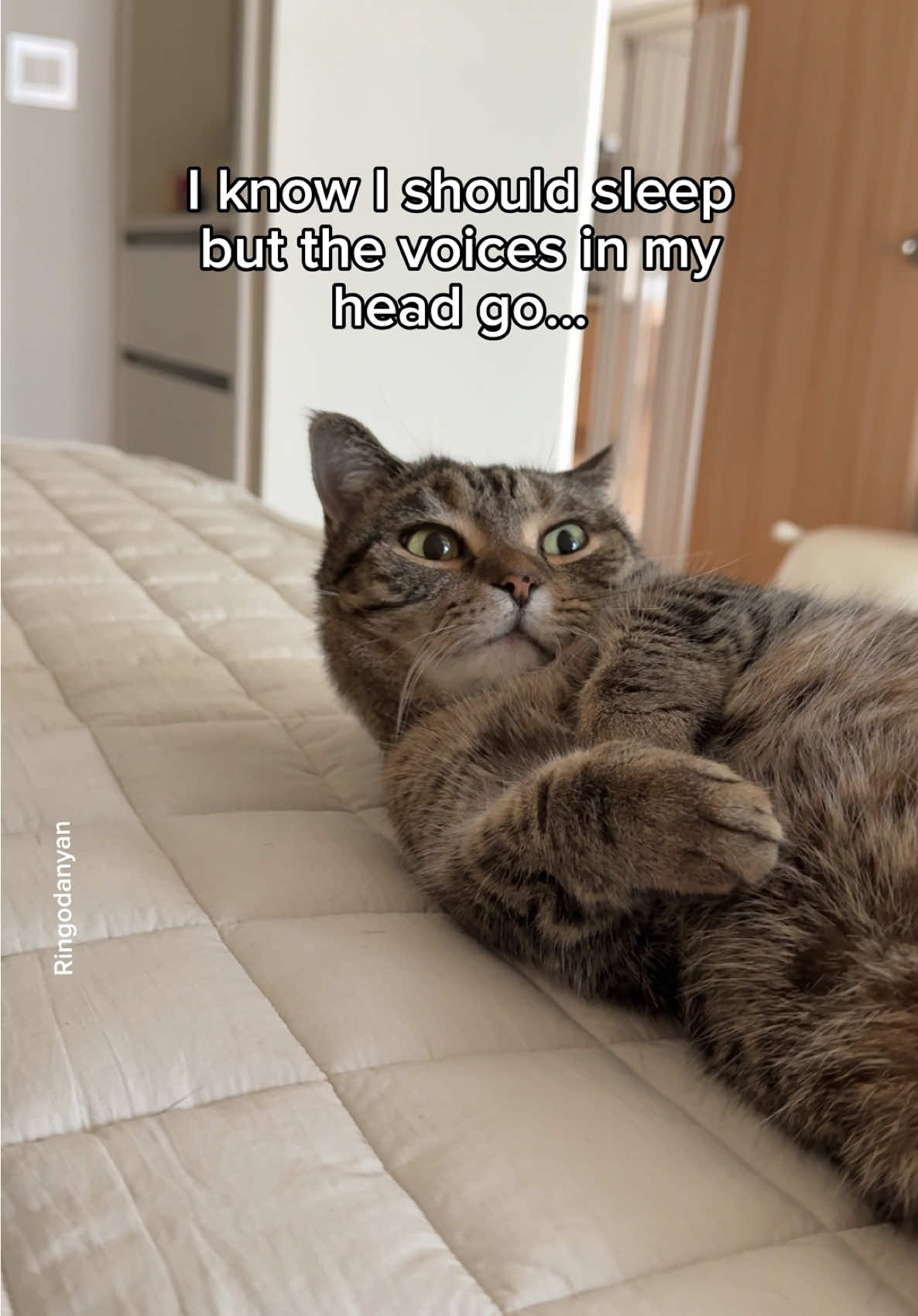 Your trainer is here!🏃 #cute #cat #catsoftiktok 