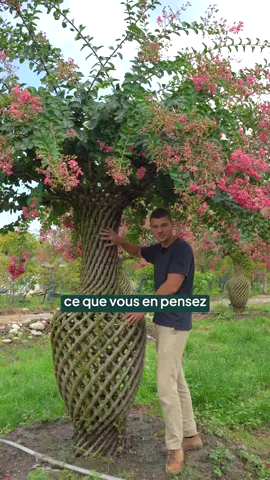 ✨ Commandez directement sur 👉 les-plantes-ile-de-france.com (lien en bio) 🚚 Livraison à domicile dans toute la France 🛠️ Service d’installation disponible partout en Île-de-France 🌱 Vous pouvez planter toute l’année : il suffit d’arroser davantage en été, et en hiver la terre peut être plus dure → nous proposons aussi l’installation clé en main. 📧 Intéressé(e) ? Contactez nos conseillers : contact@planteidf.fr - 01 84 80 65 86 📍 Nous sommes situés au : 1 Chemin du Pont de la Planche, 77124 Chauconin-Neufmontiers 💶 Tous nos prix sont disponibles sur notre site 👉 les-plantes-ile-de-france.com (lien en bio) Je vous présente enfin comment le Lilas des Indes tressés évolue au fil des années, ici vous pouvez voir le tressage au bout de 5, 10 et 15 ans ! #lilasdesindes #lagerstroemia #evolutionplantes #tressage