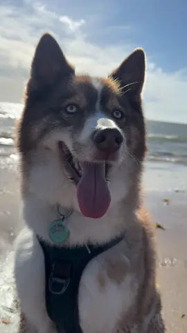 #fyp #minihusky #pomskydog #pomskyboy #blueeyedhusky 