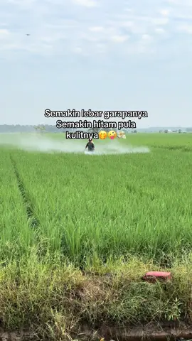 💰💸 #petani #petanimuda #petanipadi #padi #petaniindonesia🇮🇩🇮🇩🇮🇩🌿🌿 #petanimilenial #persawahan #semangatberjuang #fyp #fypシ゚viral #fypage #fypシ゚ #fyppppppppppppppppppppppp 