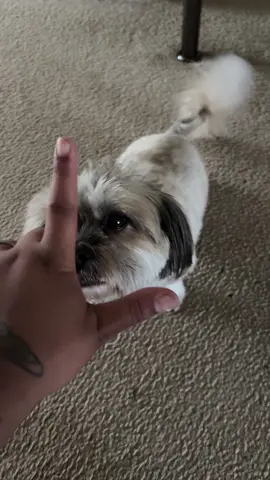 my dog a only wants stomach rubs 🤣 #dogsoftiktok #trending 