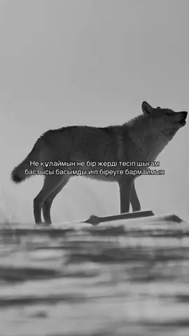 #fyp #рекомендации #аллахуакбар #🇰🇿 #🦅🔪 