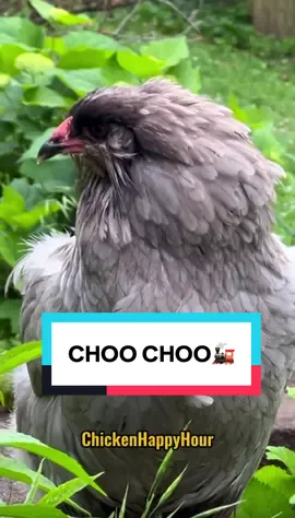 CHOO CHOO🚂 #chickens #linda #funny #thursday #chickenhappyhour 