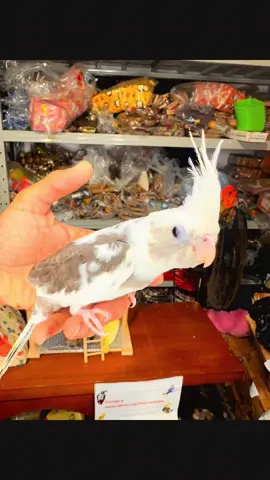 🌟🦜 Great News for Bird Lovers! 🌟🦜 Our tamed Cockatiels are now available at Adil Petlovers Ltd! 🐦💛 Affectionate, playful, and ready to bond with you – the perfect feathered friend to brighten your home. 🎉 📲 For more info & reservations: +230 5882 1270 (WhatsApp) +230 5781 1978 🛒 Shop Online Anytime: www.adilpetlovers.com 📍 Pickup: Rose Hill 🚚 Home Delivery Available #AdilPetloversLtd #Mauritius #CockatielLove #HappyPets