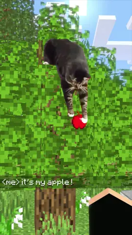 This cat stole my apple !! #edit #cat #Minecraft 