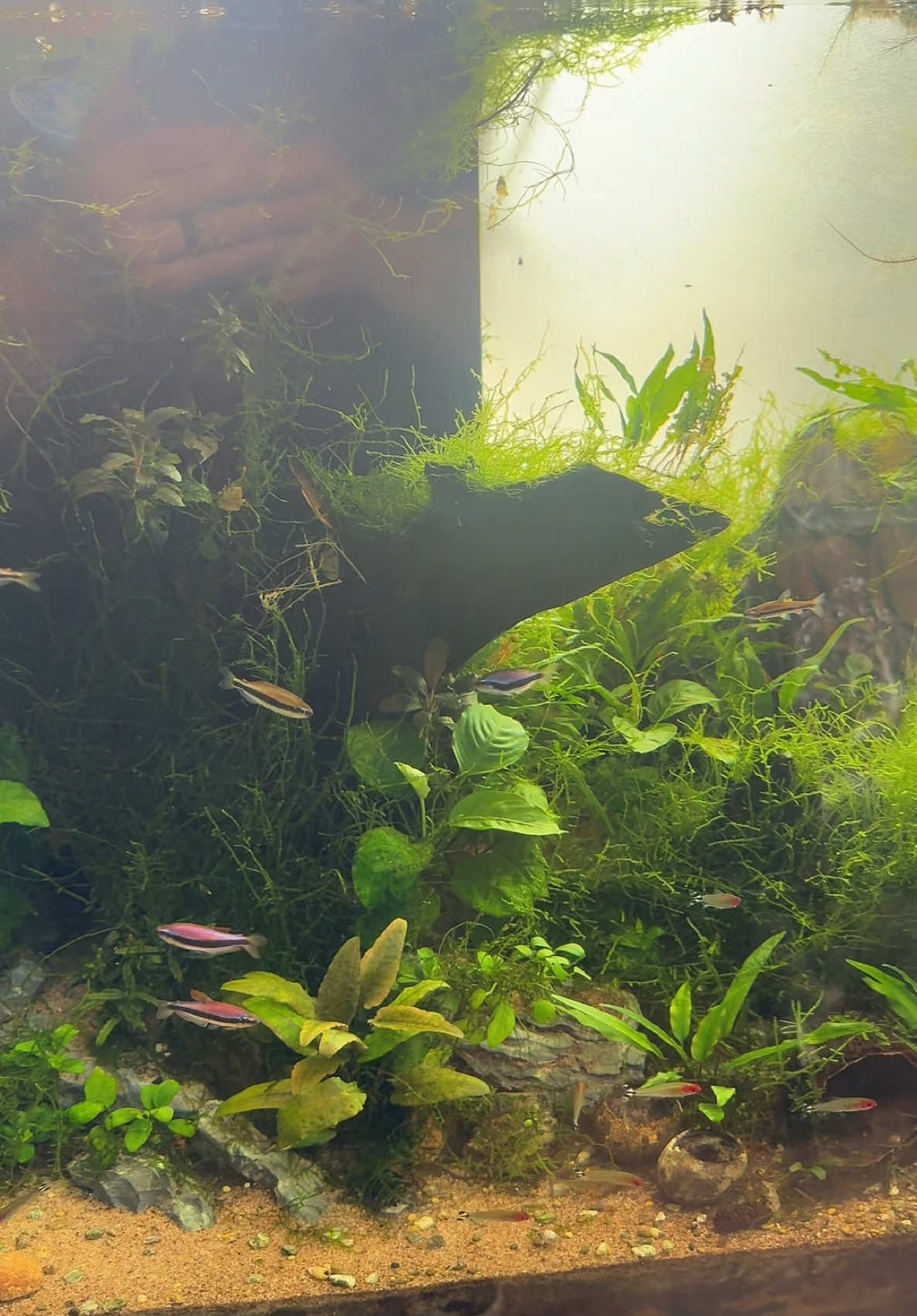 4x2x2’ South American aquascape going strong for over 3 years now.  #freshwater #southamericanfish #tetra #fish #aquascape 