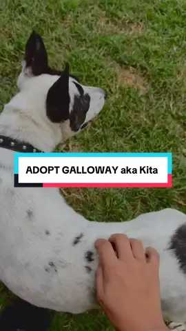 This precious girl is still available for adoption, high drive, loves to learn, very smart! She is heartworm + but she will get preventative and treatment through the rescue!  Galloway is a fetching 1 year old, believed to be a heeler jack russel mix!!  She is already trained in basic commands and will continue training till she adopted! This dog does amazing in new environments and would do awesome with an active person! #availableforadoption #adoptme #foryoupage #heelermixesoftiktok #fosterdog 