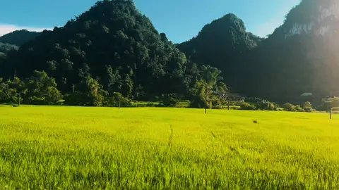 Một chút thu, một chút tình #caobang #travel #caobangtrip 