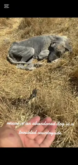 parte 2203 rescue of an abandoned dog in a troubled countryside❤️ #heroes #rescue #dog #abandoned  #dogsoftiktok 