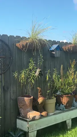 I have adored being the master naturalist that I am for creating AWARENESS FOR THE MONARCH BUTTERFLIES.  Plant more MEXICAN MILKWEED & colorful flowers along their migration path.#Lifestyle #goodmorning #retired #butterflygarden #monarchbutterfly 