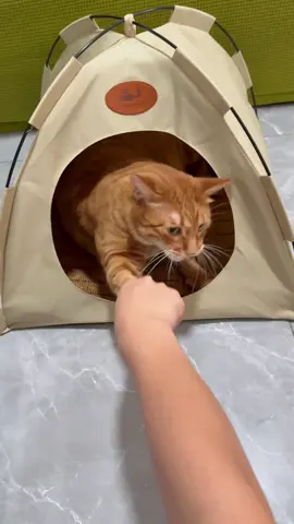 As a pet parent!!!this cat tent could be the best purchase for me on 2025😍✨my cats use for 6 months long and they still love it 🥰 highly recommended to all parents like me #catsoftiktok #cat #cattent #camping #catlover