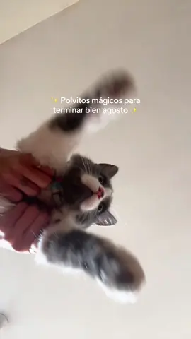 Se sumó al TikTok #catlover #cat #tiktok #ParaTi #felinos @Leocat122023  