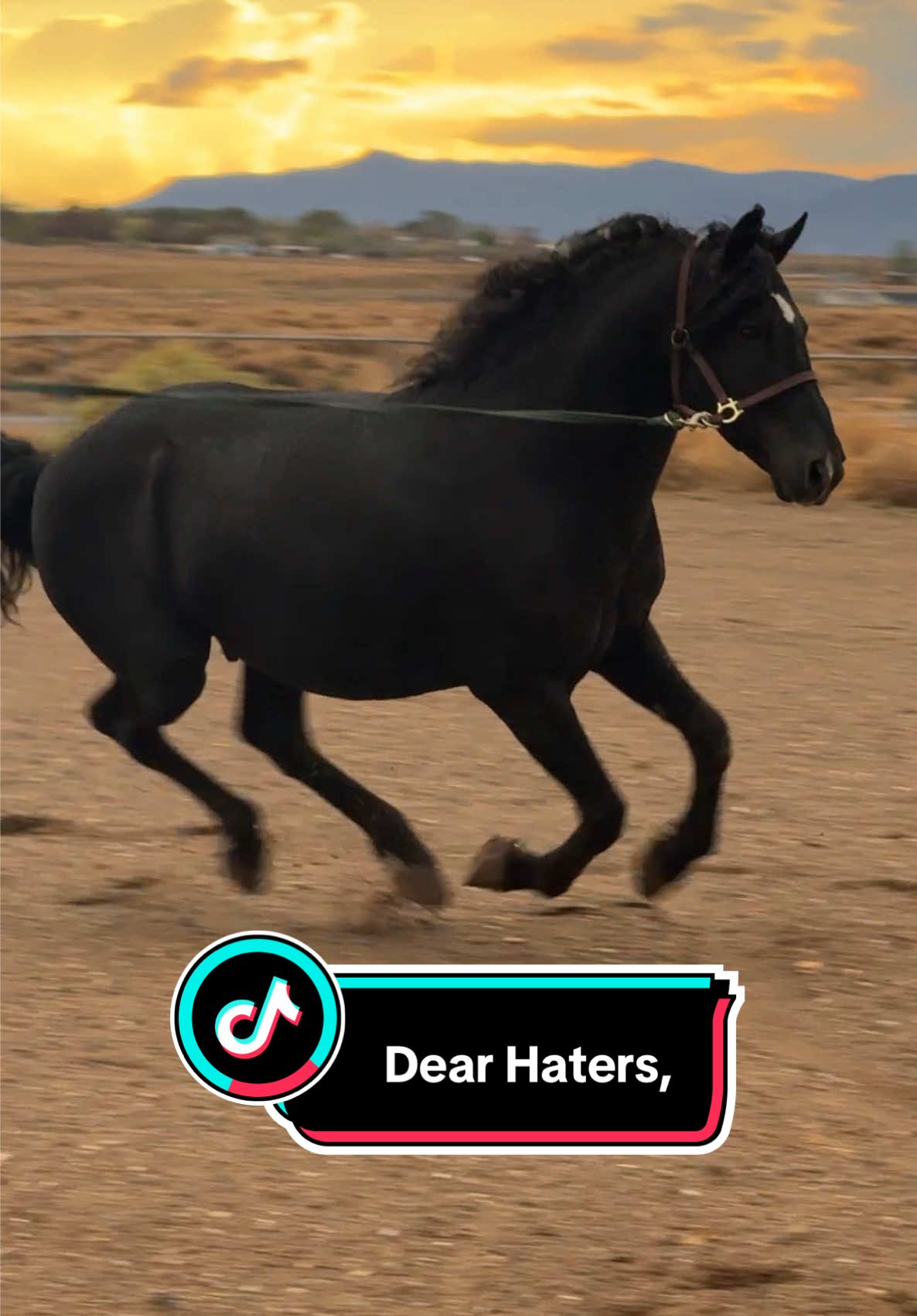 The amount of “backyard breeding accusations” I get is unreal so If you want to find 💩 to say about my breeding program go check out my website ☺️✌️ LINK ON BIO✨ @BOOZEY #curlyhorse #horsebreeding #fyp #horsesoftiktok #foryoupage 