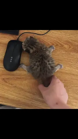 ☺️ cuteeeee #cat #catbaby #kitten #cute #catlover 