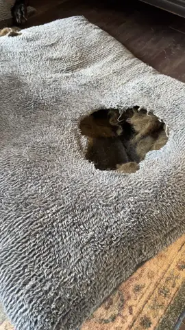 #labs #dogsvideo 