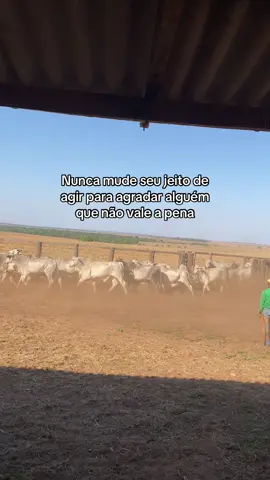 #bovinos #pecuariabrasil🇧🇷🐂🐂🐂🐂 #pecuariabrasil #jadsejadson #sertanejoraiz 
