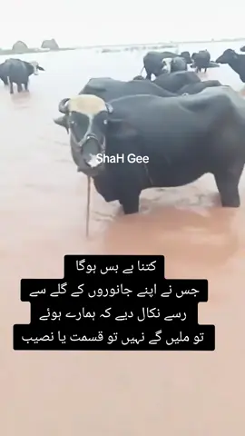 سیلاب کے پیش نظر وڈیو میں نظر آنے والا آدمی اپنی بھینسوں کو پانی میں اللہ کے سپرد کر رہا ہے۔۔۔۔یہ کتنا دکھ بھرا لمحہ ہوتا ہے کہ آپ اپنے ہاتھوں سے اپنے مویشیوں کی رسیاں کھول دیتے ہو کہ وہ اب آزاد ہیں،  جہاں پانی لے جائے انہیں وہ آرام سے جا سکیں،  رسی کی موجودگی میں اس کے پھنسنے کا خدشہ ہوتا ہے اسی لیے اسے کھول کر پانی کے حوالے کیا جاتا ہے۔۔۔ یہ لمحہ جہاں مالی نقصان کے دکھ کا ہوتا ہے وہاں ہی اپنے مویشیوں سے دلی لگاؤ کی وجہ سے زیادہ تکلیف دہ ہوتا ہے۔۔۔اللہ سب متاثرین سیلاب کی مدد فرمائے اور انہیں پہلے سے زیادہ مال عطا فرمائے۔۔آمین ثم آمین  #flood2025 #floodalertpakistan #foruyou #fyp #xyzcba 