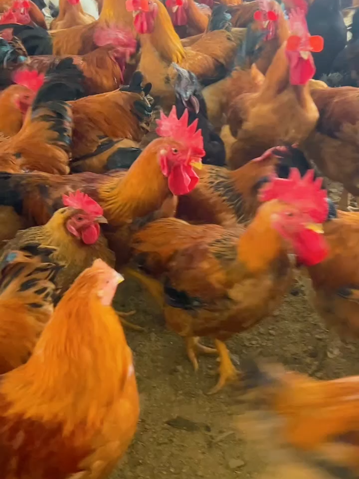 all red#hen #eatingbirdfood #chicken #birds #usa