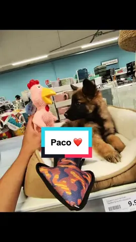 Paco 🐶❤️ #chiot #malinois #Love #pourtoi 