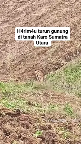 Se ekor harimau mendatangi traktor yang sedang bekerja di lahan masyarakat si desa Rih tengah kecamatan kuta buluh Simole. Pada Hari Rabu 27 Aguatus 2025 Sekitar pukul 17:00 WIB ,lokasi lahan tersebut daerah lau keruas . Harimau tersebut terlihat jelas dalam video ini.Mohon agar pemerintah desa Rih tengah   segera mengambil tindakan atau melaporkan kpda pihak yang berwenang terkait peristiwa ini.dan di himbaukan kepada seluruh masyarakat agar lebih berhati-hati bila ingin ke perladangan daerah tersebut.#KARO_News 
