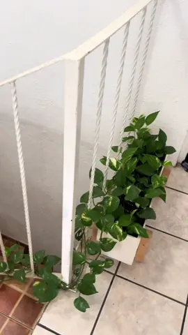 #plantas #pothos #pothosplant #telefono #plants 