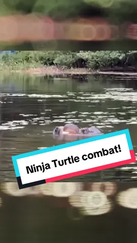 Was fun watching these turtles just duke it out. #turtles #ninjaturtles #turtle #nature #wildlife 