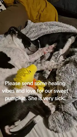 My sweet foster pup is really sick. She is so tiny and at the moment cant keep anything down. Her meds are on the way. 