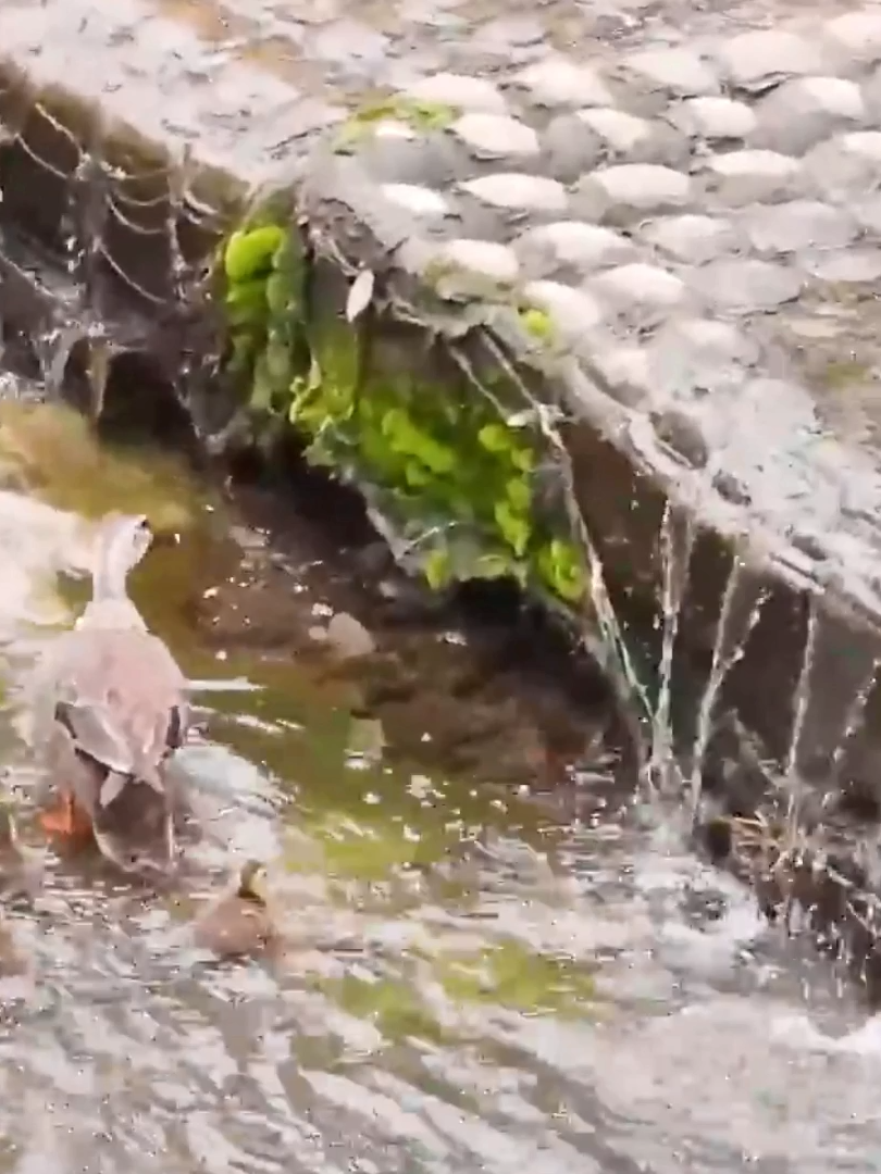 One Duckling Couldn’t Climb… Will Mom Leave It Behind?#DuckFamily #BabyDuck #duck