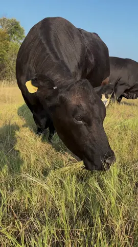 Baldy Baby Hiding Behind Mama! #prideranch #brangus 