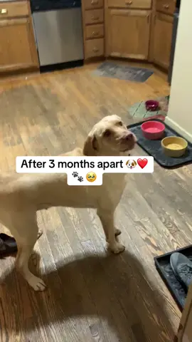 The time I was gone for 3 months taking care of my dad #dogs#pets#labrador#missyou 
