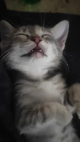 Es de carga rápida 😅😊#gatos #gato #gatosdetiktok #gatosgraciosos #gatosengraçados 