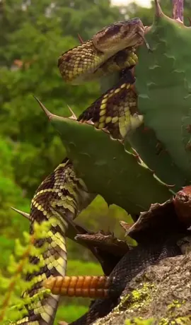 #Mexico🇲🇽🇲🇽🌵🌵🦅🦅