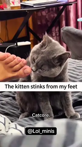 #funny #cats #lol_minis #cute 