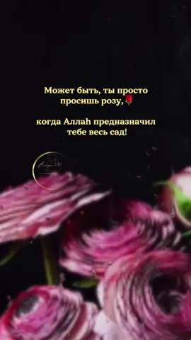 Может быть, ты просто просишь розу, когда Аллах предназначил тебе весь сад.#ислам_религия_мира_добр #fupシ #bloject #мусульманка #elbruso 