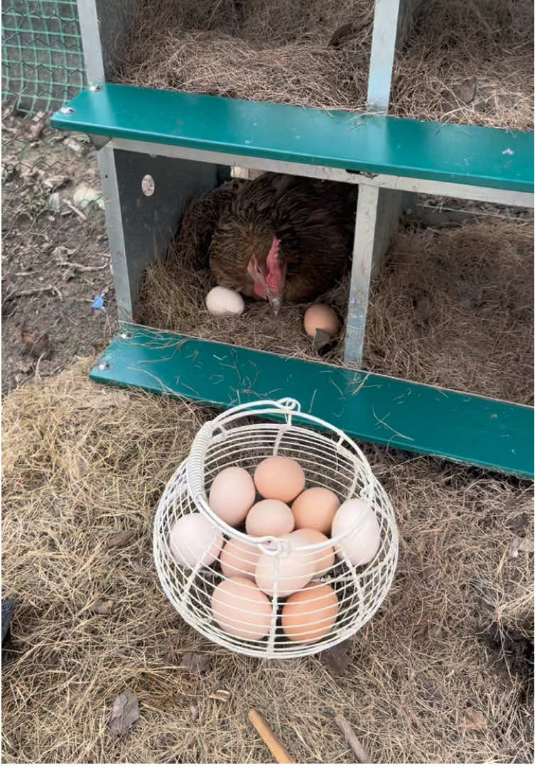 Let’s collect the eggs 🥚 #nestingbox #egglayingbox #chickencoop #chickenrun #nestingboxes 