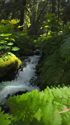Pushing through a lush landscape of glowing green leaves and delicate ferns, the forest opens to reveal a beautiful little creek cascading gently over moss-covered rocks. The sound of rushing water blends with birdsong and the rustle of branches, creating a peaceful escape deep in the Pacific Northwest wilderness 😌