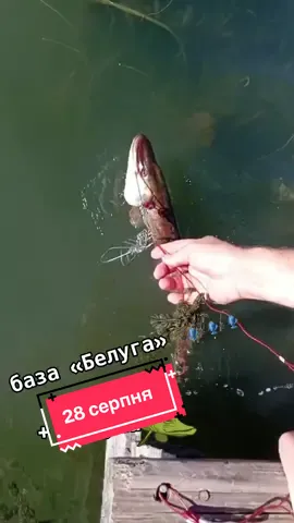 #базабелуга #риболовля #рибалка #дністер #рыбалка 