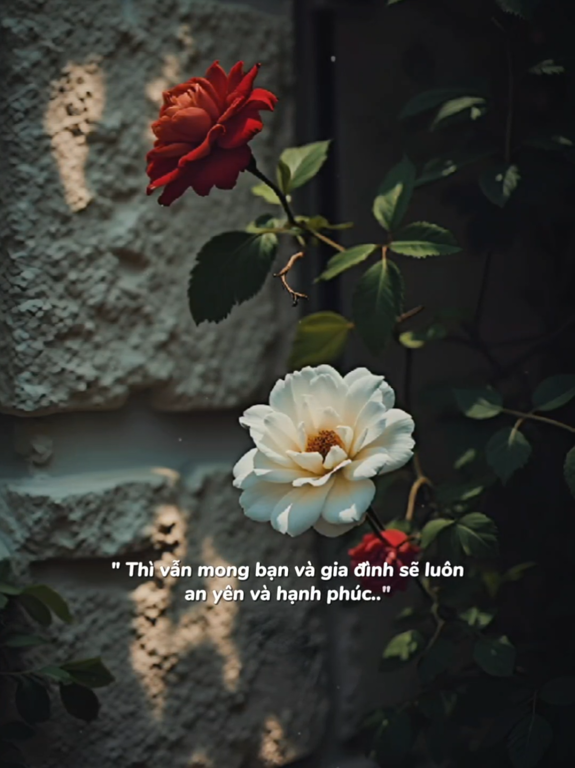 Hôm nay ngày Thất Tịch ngày Ngưu Lang Chức Nữ gặp nhau.. #nhachaymoingay #Bkmuzic #podcast #thattich 