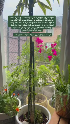 #اللهم_صلي_على_نبينا_محمد #اللهم_صل_على_محمد_وآل_محمد #الله_اكبر #unfreezemyacount #muslimtiktok #creatorsearchinsight #rabiulawal #مولد_النبوي #allahumasollialaasaydinaamuhamadan #foryoupage❤️❤️ #الحمدالله_علی_کل_حال❤ #الحمدلله_دائماً_وابداً #الله 
