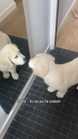 Tu as eu la vision 👀❤️🐾 #goldenretriever #tren #goldenretrieverpuppy #bebechien 
